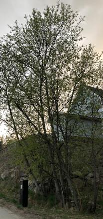 gallery_88784_6457_156324.jpeg