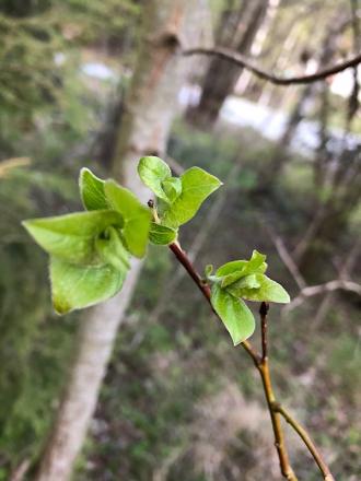 gallery_88784_6457_37453.jpeg