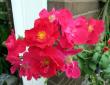 tn_gallery_276_1250_1988.jpg
