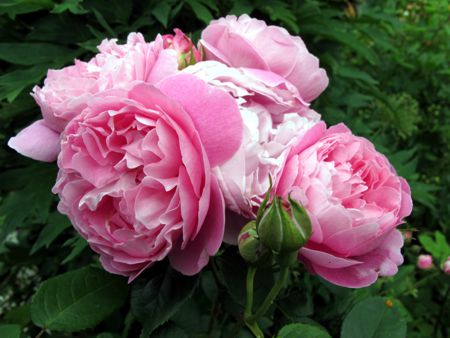 gallery_276_1247_42538.jpg
