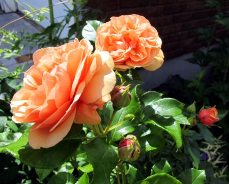 gallery_276_1250_14351.jpg