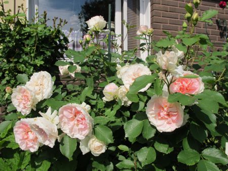 gallery_276_1271_35382.jpg
