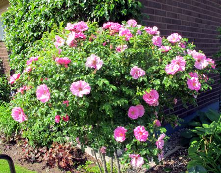 gallery_276_1271_35619.jpg