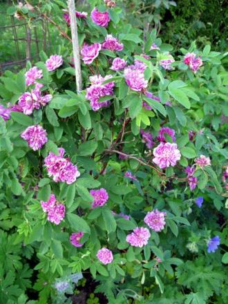 gallery_276_1640_52548.jpg