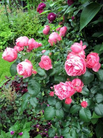 gallery_276_1646_66672.jpg