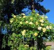 tn_gallery_276_1250_45384.jpg