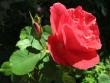 tn_gallery_276_1271_27692.jpg