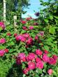 tn_gallery_276_1641_91835.jpg