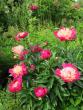tn_gallery_276_3515_714.jpg
