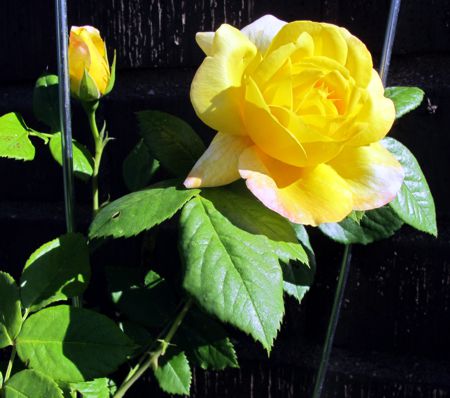 gallery_276_1250_28170.jpg