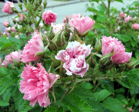 gallery_276_1645_31880.jpg