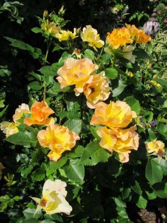 gallery_276_1271_52727.jpg