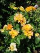 tn_gallery_276_1271_52727.jpg