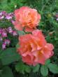 tn_gallery_276_1644_47750.jpg