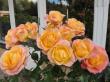 tn_gallery_276_1646_33346.jpg