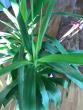 tn_gallery_90611_6527_72482.jpg