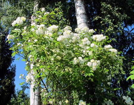 gallery_276_1250_66379.jpg