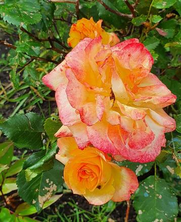 gallery_75877_6616_166909.jpg
