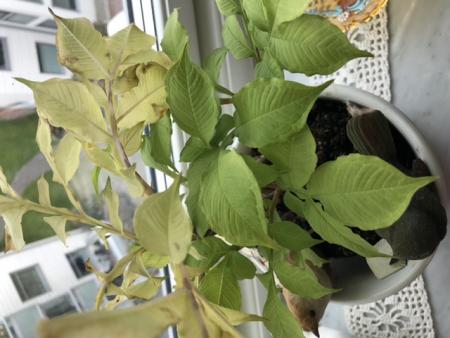 gallery_92515_6634_39031.jpeg