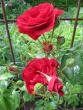 tn_gallery_276_1250_12690.jpg