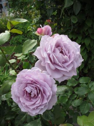 gallery_276_1646_47153.jpg