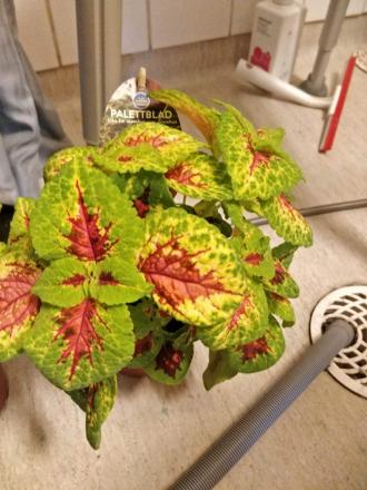 gallery_92719_6650_121873.jpeg