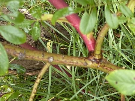 gallery_92791_6656_54747.jpeg