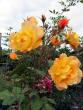 tn_gallery_276_1644_65846.jpg