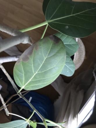 gallery_93309_6690_67566.jpeg