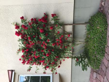 gallery_93540_6728_131179.jpeg