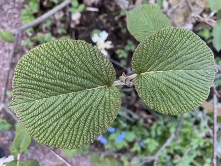 gallery_93540_6728_87577.jpeg