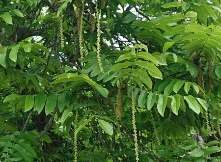 gallery_14383_6736_85063.jpg