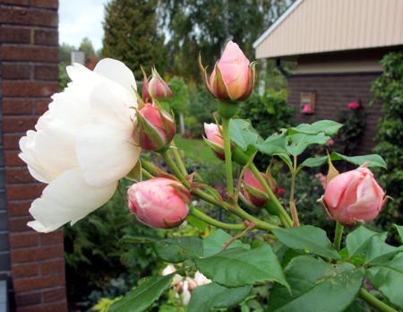 gallery_276_1250_38083.jpg