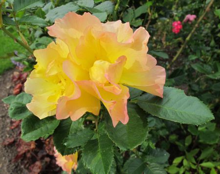 gallery_276_1271_10.jpg