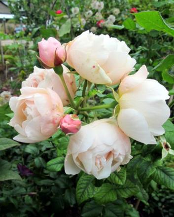 gallery_276_1250_63515.jpg