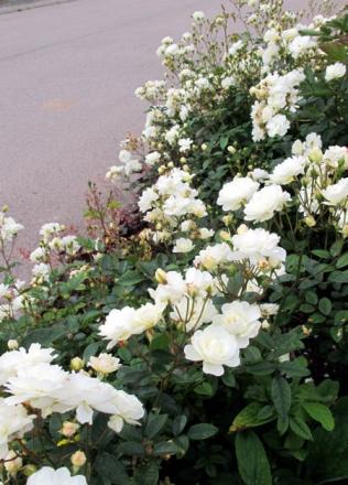gallery_276_1647_4313.jpg
