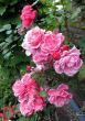 tn_gallery_276_1250_45434.jpg