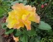 tn_gallery_276_1271_10.jpg