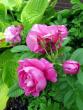 tn_gallery_276_1271_47483.jpg