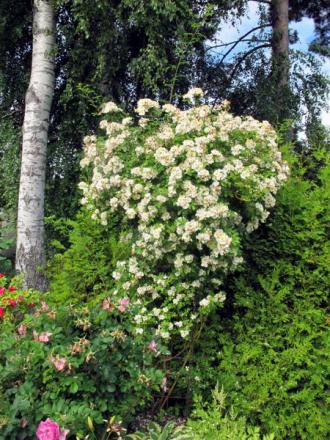 gallery_276_1250_28771.jpg