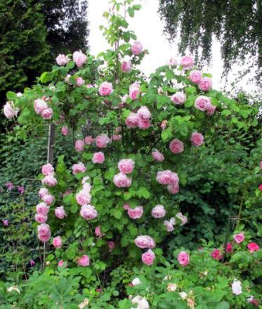 gallery_276_1250_82026.jpg