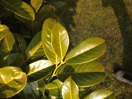 gallery_96262_6801_160811.gif