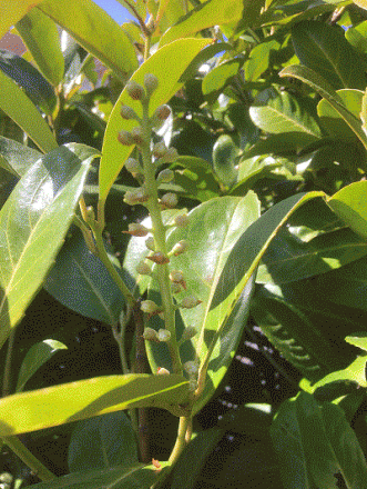 gallery_96262_6801_62941.gif