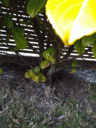 gallery_96262_6801_7757.gif