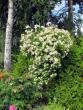tn_gallery_276_1250_28771.jpg