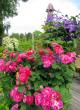 tn_gallery_276_1641_14314.jpg