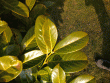 tn_gallery_96262_6801_160811.gif