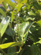 tn_gallery_96262_6801_62941.gif