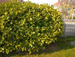 tn_gallery_96262_6801_71781.gif