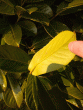tn_gallery_96262_6801_75601.gif